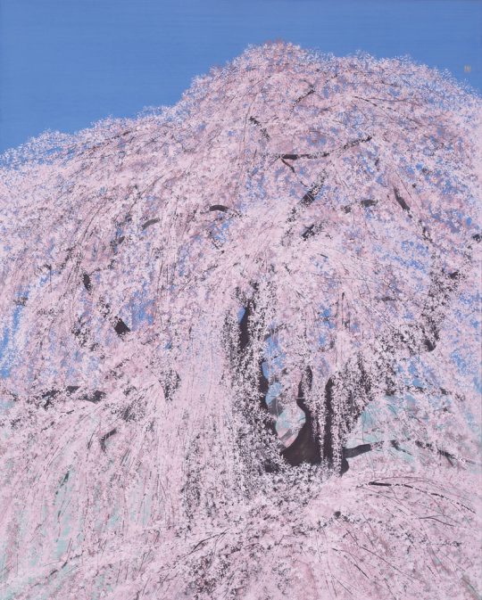 "Cascading Cherry Blossoms of Miharu" 2013 